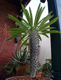 întreținere Pachypodium, multiplicare, transplantare