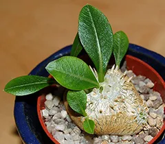 întreținere Pachypodium, multiplicare, transplantare