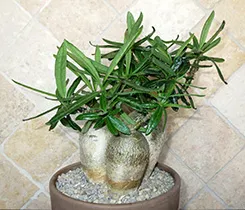 întreținere Pachypodium, multiplicare, transplantare