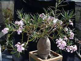 întreținere Pachypodium, multiplicare, transplantare