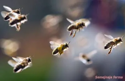 Albine în primăvară - de reproducție și de albine - albine - Biblioteca - ferma familiei