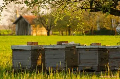 Méhek tavasszal - tenyésztés és méh - méh - Könyvtár - családi gazdaság