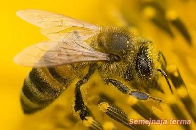 Пчелите през пролетта - за разплод и пчела - пчела - библиотека - семейна ферма