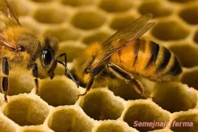 Albine în primăvară - de reproducție și de albine - albine - Biblioteca - ferma familiei