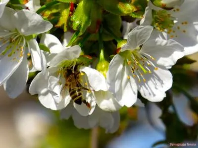 Пчелите през пролетта - за разплод и пчела - пчела - библиотека - семейна ферма