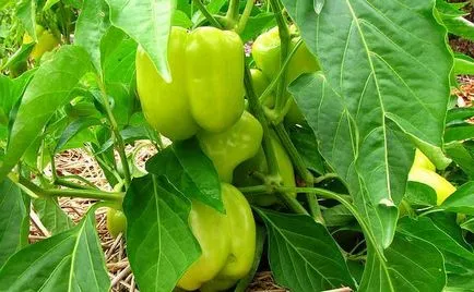 Peppers într-o seră de ce nu fard de obraz, nu înfloresc, frunzele cad, ovar, nu de fructe,