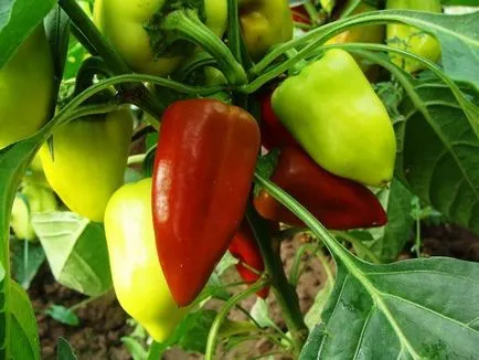 Peppers в оранжерия защо не се изчервяват, не цъфти, листата падат, яйчниците, а не от плодове,