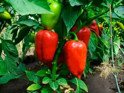 Peppers într-o seră de ce nu fard de obraz, nu înfloresc, frunzele cad, ovar, nu de fructe,