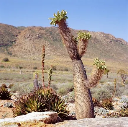 Pachypodium otthoni gondozást, szaporítás dugványozással, metszés, betegség típusok és jellemzőik