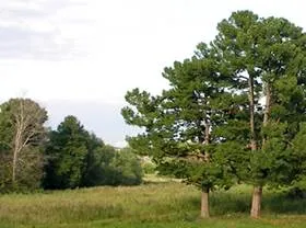 Vörösfenyő fűrészáru, fenyő, szibériai cédrus