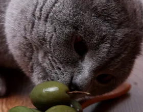 Защо котките обичат черни и зелени маслини, техните ползи и вреди, котката и котката