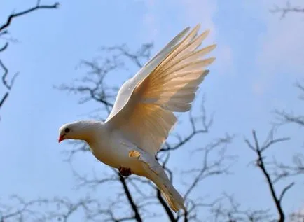 De ce porumbel numit porumbel porumbel fotografie de ce așa numita