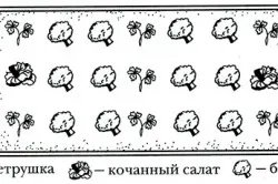 Как да расте маруля в градината и в дома