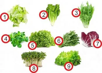 Hogyan nő saláta magokat az ablakpárkányon az 5 legjobb fajták
