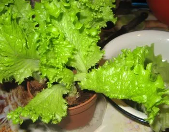Hogyan nő saláta magokat az ablakpárkányon az 5 legjobb fajták