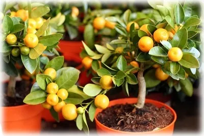 Hogyan növekszik a mandarin fa csontok otthon