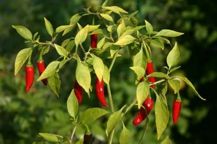 Hogyan növekszik paprika, választ a kérdéseire