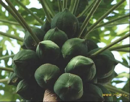 Как да расте един кокосов орех у дома