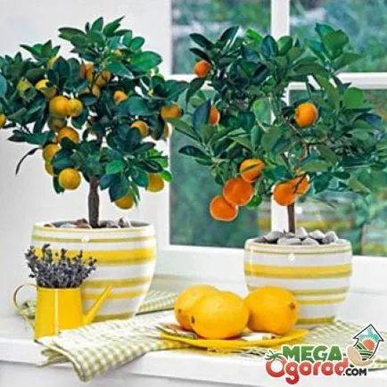 Cum să crească puternic și de frumos copac mandarina de oase