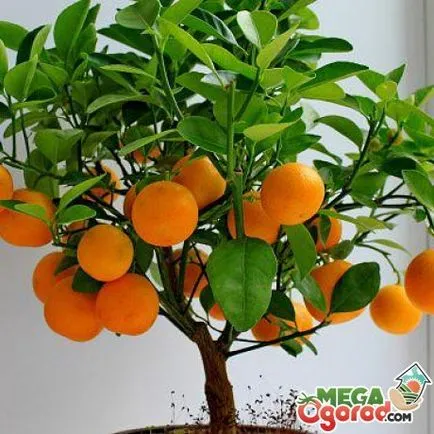 Cum să crească puternic și de frumos copac mandarina de oase