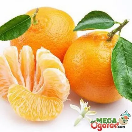 Cum să crească puternic și de frumos copac mandarina de oase