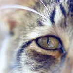 Miért megsavanyodik szemek cica