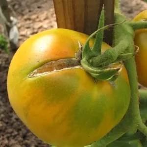 De ce sparge tomate de pe tufișuri