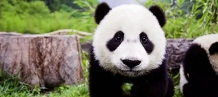 De ce ursii panda nu reproduc în captivitate