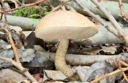 Boletus обичайна употреба, описание, снимка