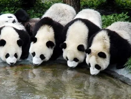 De ce ursii panda nu reproduc în captivitate