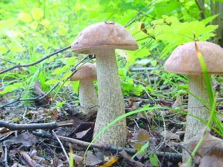 Boletus обичайна употреба, описание, снимка