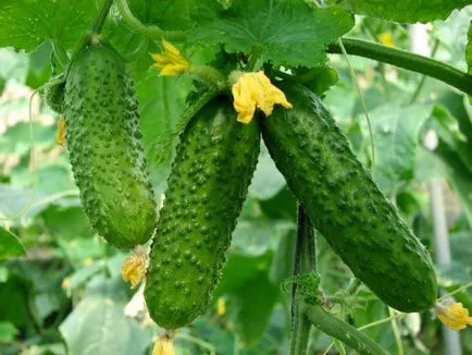 Защо краставици в оранжерия горчивия вкус горчив, ако направите това, причината в оранжерията