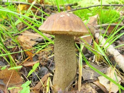 Boletus обичайна употреба, описание, снимка