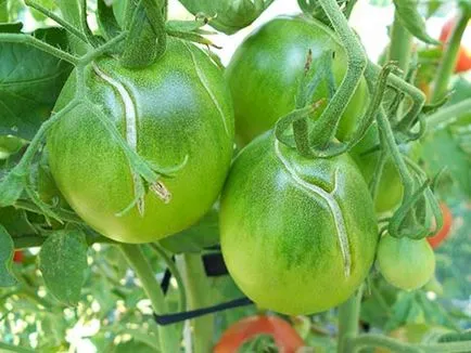 Защо се справи зелени домати причини и заболяване