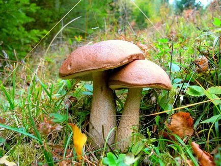 Boletus hétköznapi használatra, leírás, fotó