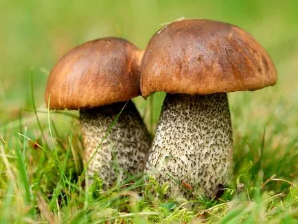 Boletus обичайна употреба, описание, снимка