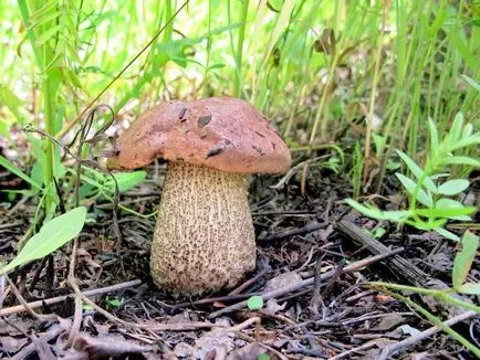 Boletus обичайна употреба, описание, снимка