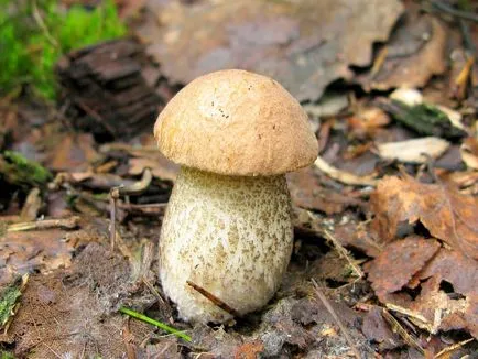 Boletus обичайна употреба, описание, снимка