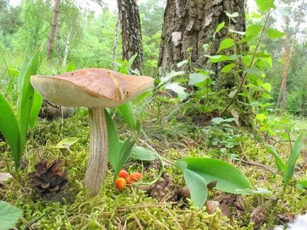 Boletus обичайна употреба, описание, снимка