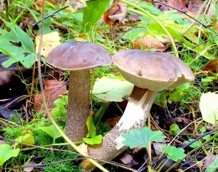 Boletus обичайна употреба, описание, снимка