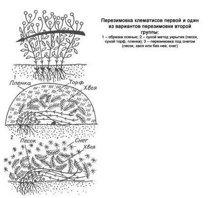 Pregătirea pentru iarnă Clematis - culturi cum ar fi, adăpost și trata