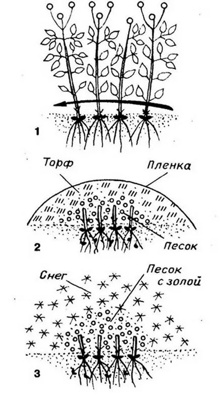 Подготовка за зимата клематис - като култура, подслон и лечение