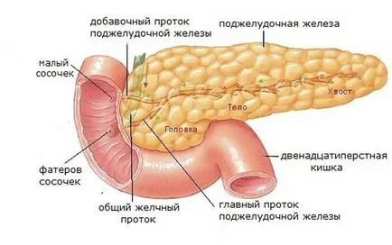 Панкреас какъв орган, заболяване, лечение на панкреаса възпаление