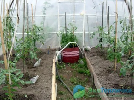 Udarea tomate în seră în diferite stadii de maturare