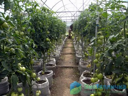 Udarea tomate în seră în diferite stadii de maturare