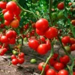 Tomate din policarbonat cu efect de seră - plantarea și îngrijirea