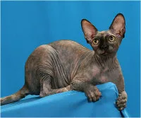 Rase de pisici - Sphynx, european Shorthair egiptean Mau, Sphynx, Cornish Rex,