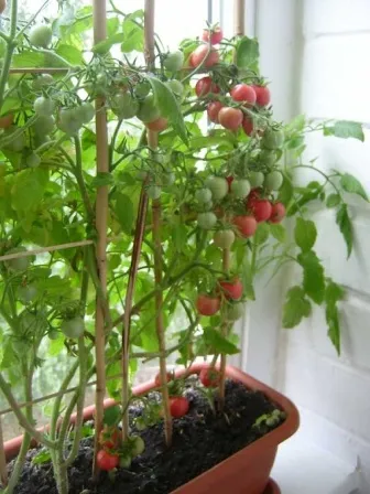 Tomate „balcon miracol“ casa în creștere