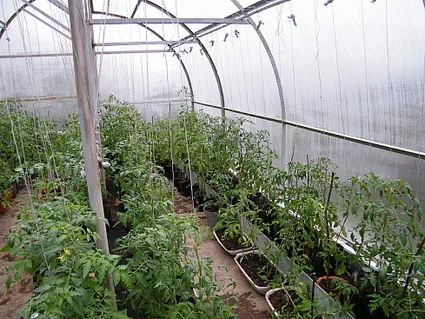 Tomate din policarbonat cu efect de seră - plantarea și îngrijirea