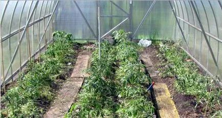 Tomate din policarbonat cu efect de seră - plantarea și îngrijirea
